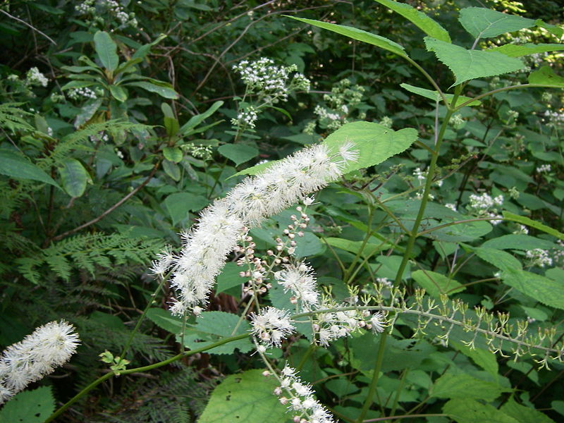 Rugelia nudicaulis